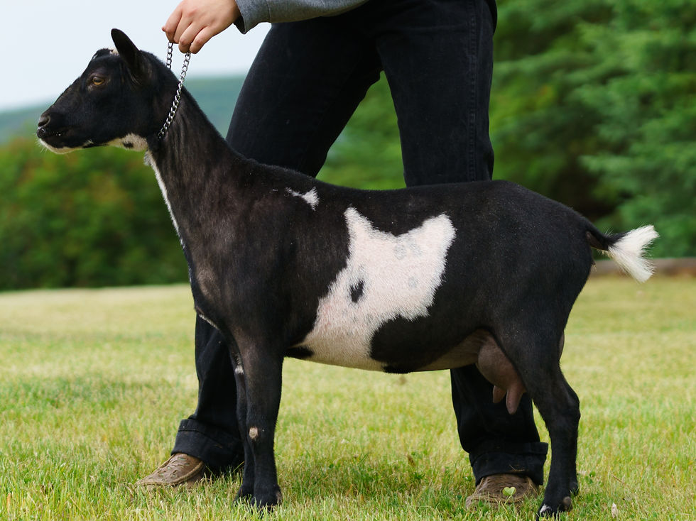Daughter - Key Hill MP Sensational 2*M GP83