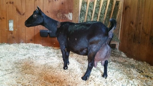 Paternal Great Great Granddam - SG Sugar Moon V Zuzanna 4*M