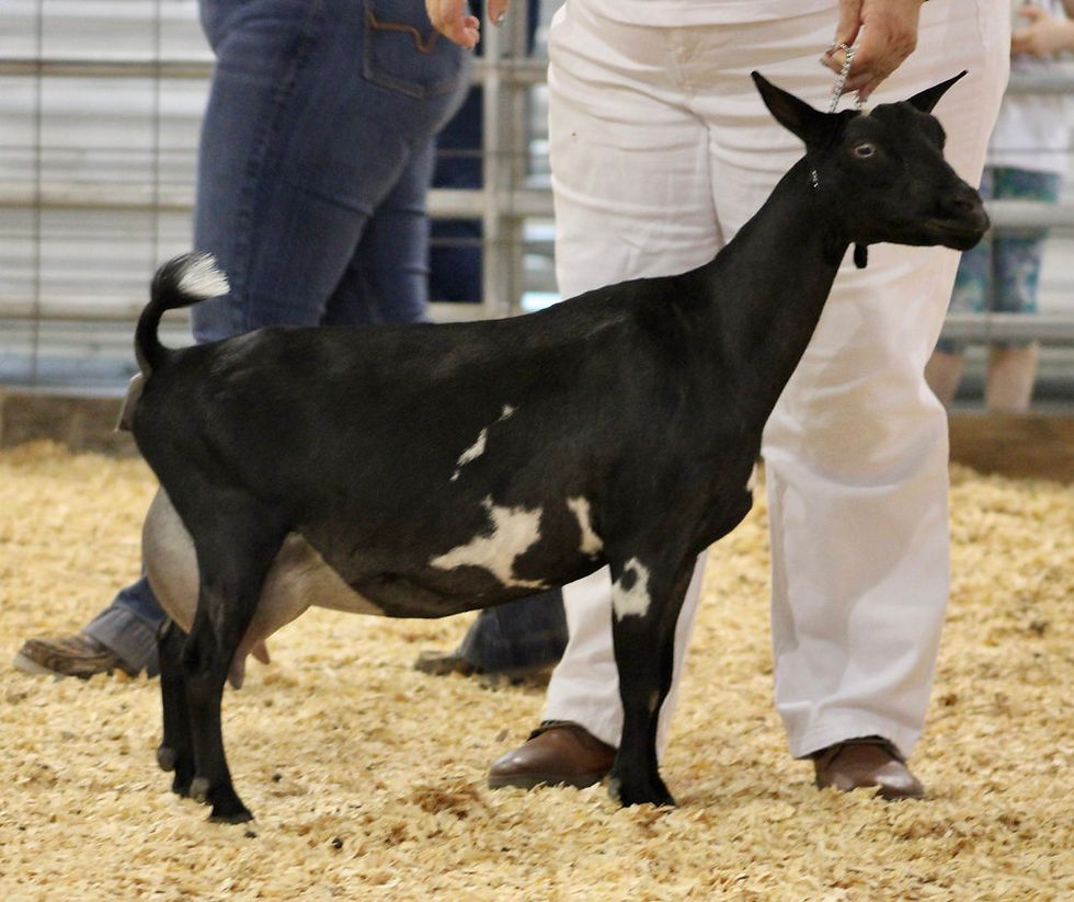 Full Sister - GCH Winning Streak EB Irresistible VVVE88
