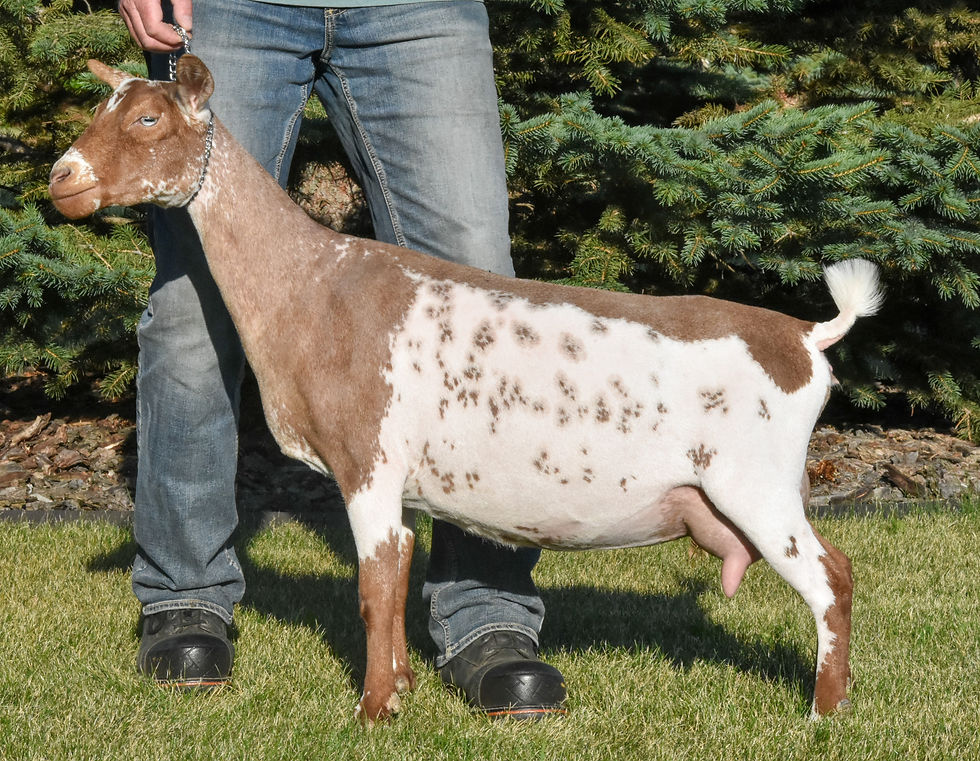 Daughter - Key Hill MP Luxe 2*M *P VG86