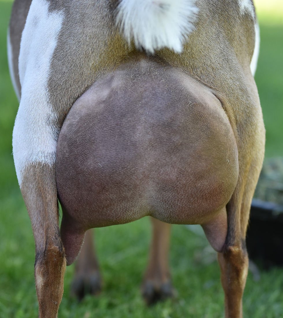 Dam - Key Hill PJ Cherry Bomb 2*M 2*P VG88