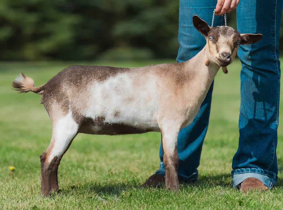 Dam - Key Hill MP In The Spotlight 4*M