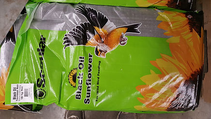 Black Oil Sunflower Seed