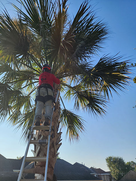 MAN IN TREE