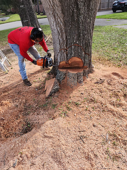 tree being removed 