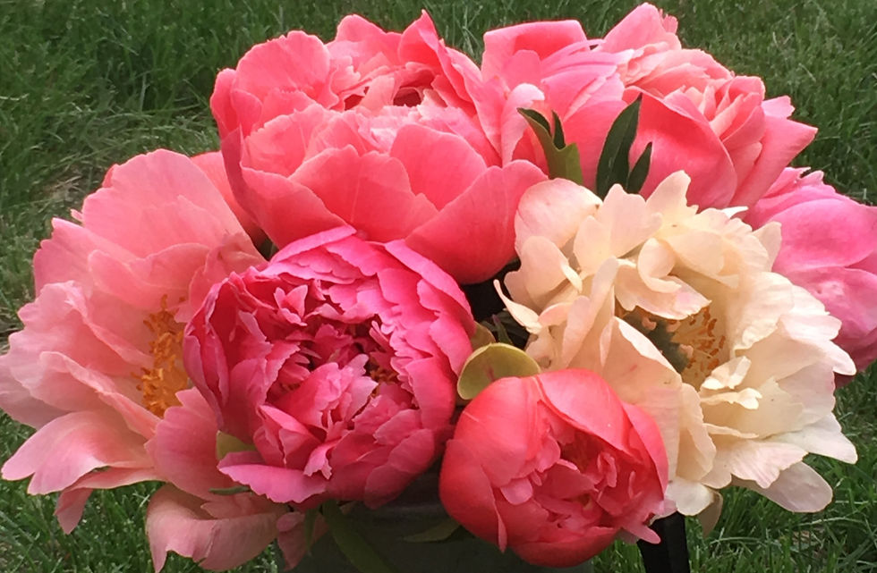 Thumbnail: Coral Peonies - Shipping Starts July 14, 2025