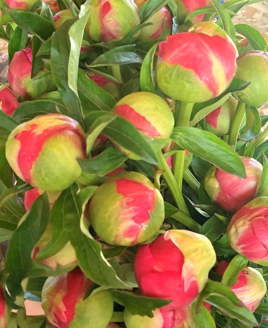 Thumbnail: Coral Peonies - Shipping Starts July 14, 2025