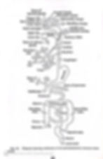 diagram showing continuity of the gastropulmonary mucous membrane