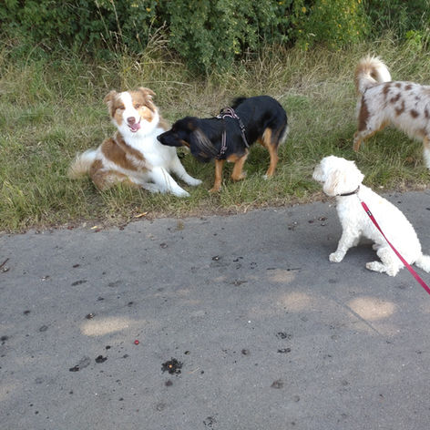 Hundegruppe beim Social Walk