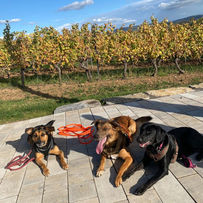 Welpen beim spielerischen Lernen in der Hundeschule