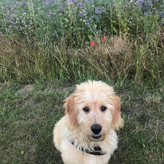 Kundenhund von Hans Jürgen Püls bei Baikis Hundeschule