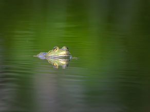 Глава "Ваэра": Лягушка или лягушки?