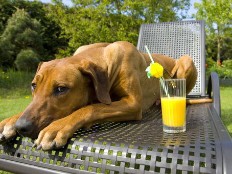 "Dog Days or God Days?"