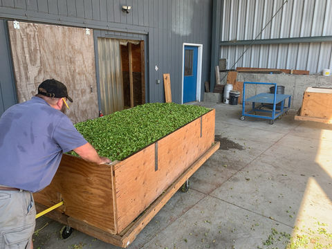Hops from Four Stars Farm (Northfield, MA)