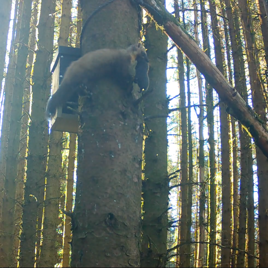 Thumbnail: Pine Marten Lite