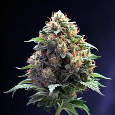 Miniatura: Sherblato