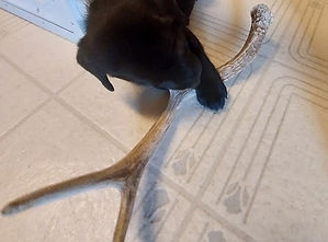 Antler%20Chewer_edited.jpg