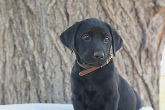 Brown Pup July2_edited.jpg