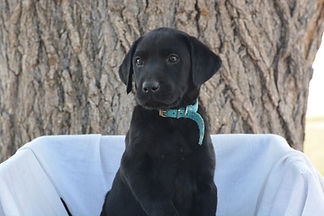 Turquoise Pup July.JPG