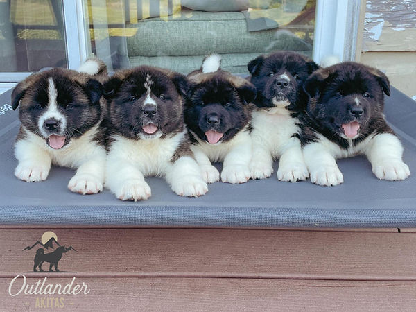 Puppies.jpg