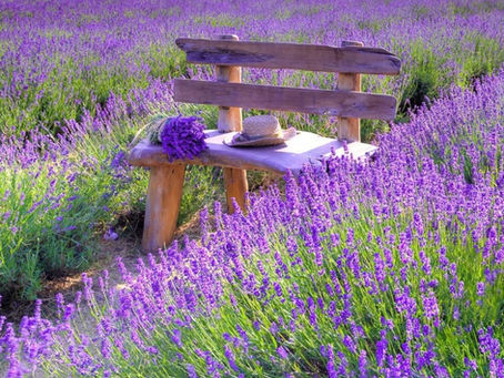πΏ The Sunday Herb Journal Lavender: The Fragrance of Peace