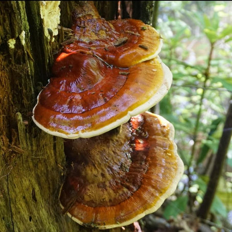 🍄Mushroom Monday Reishi: The Mushroom of Immortality