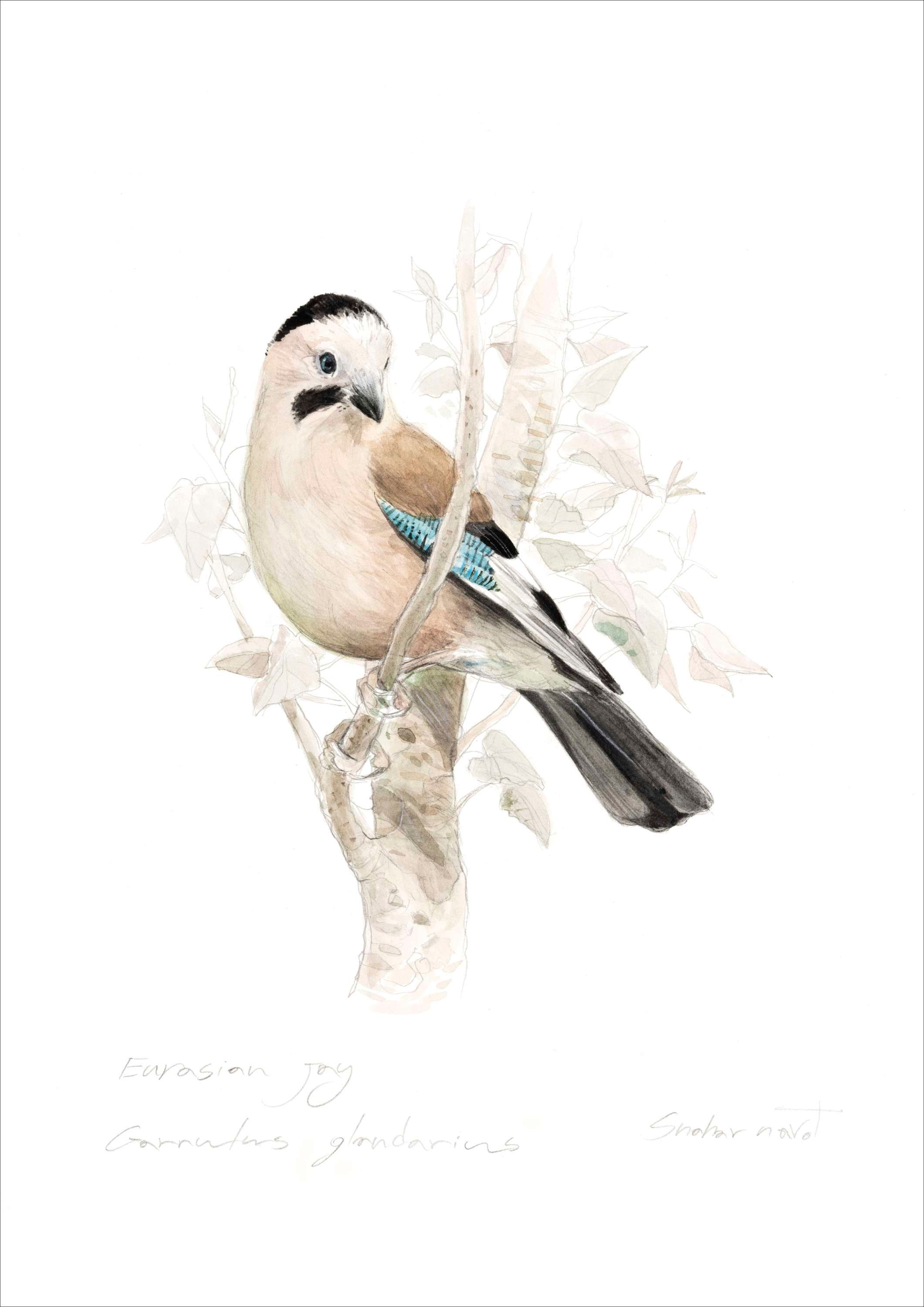 עורבני שחור כיפה | Eurasian Jay