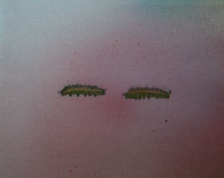 The Weather Tommorrow, 2008