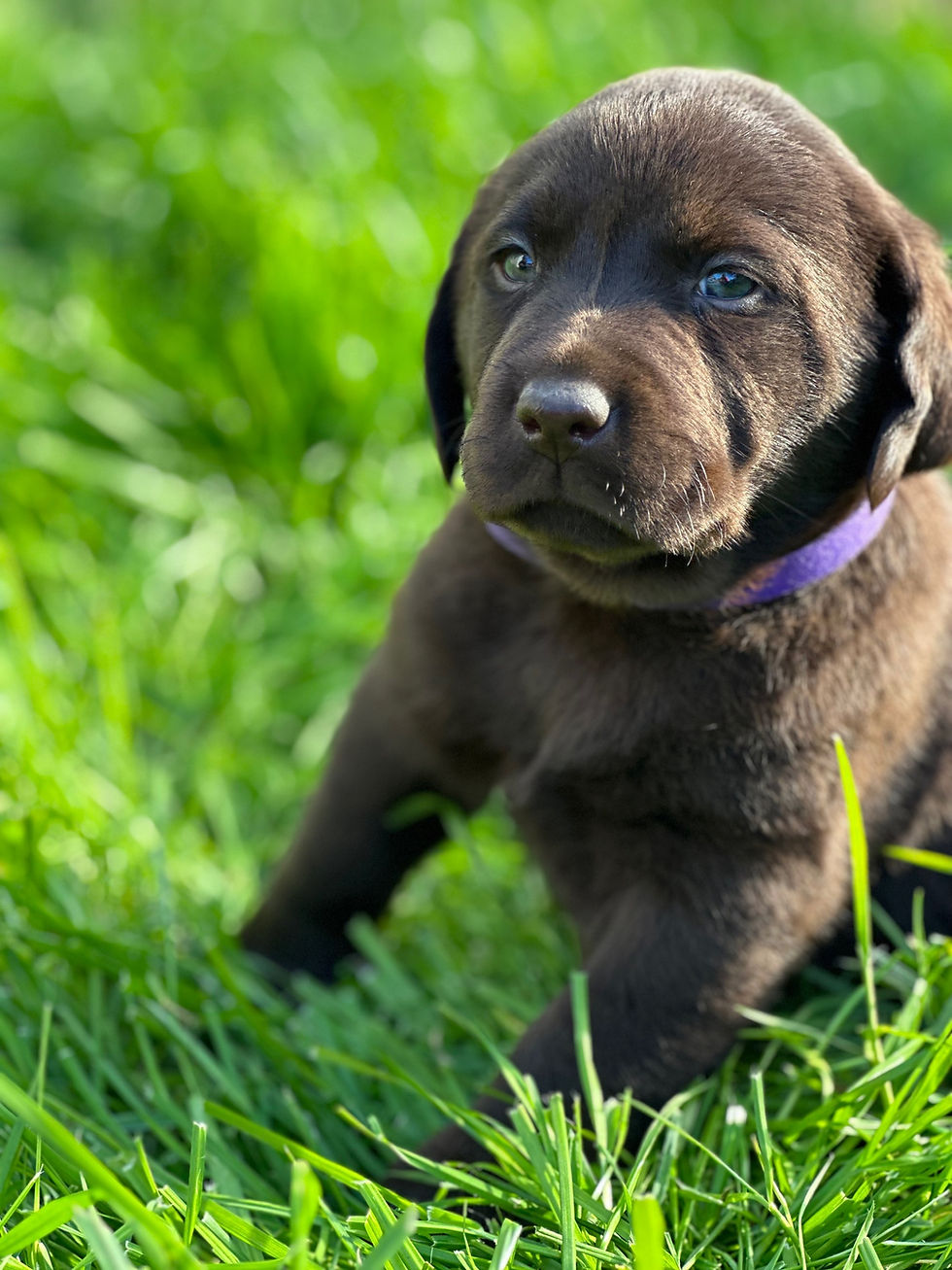 Thumbnail: Chocolate Labrador female puppy ( microchip number : 991003002423421 )