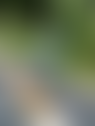 お参りしてきた