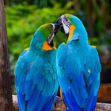 Belezas Naturais e Sustentabilidade no Entorno do Rio Quente Cristal Resort