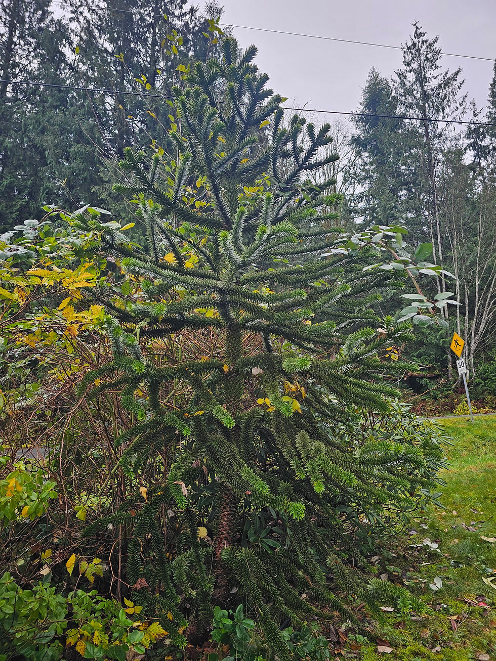 A monkey tree with Himalayan blackberry and salmonberry mixed in. This whole area looks way better now! Photo taken November 2024.