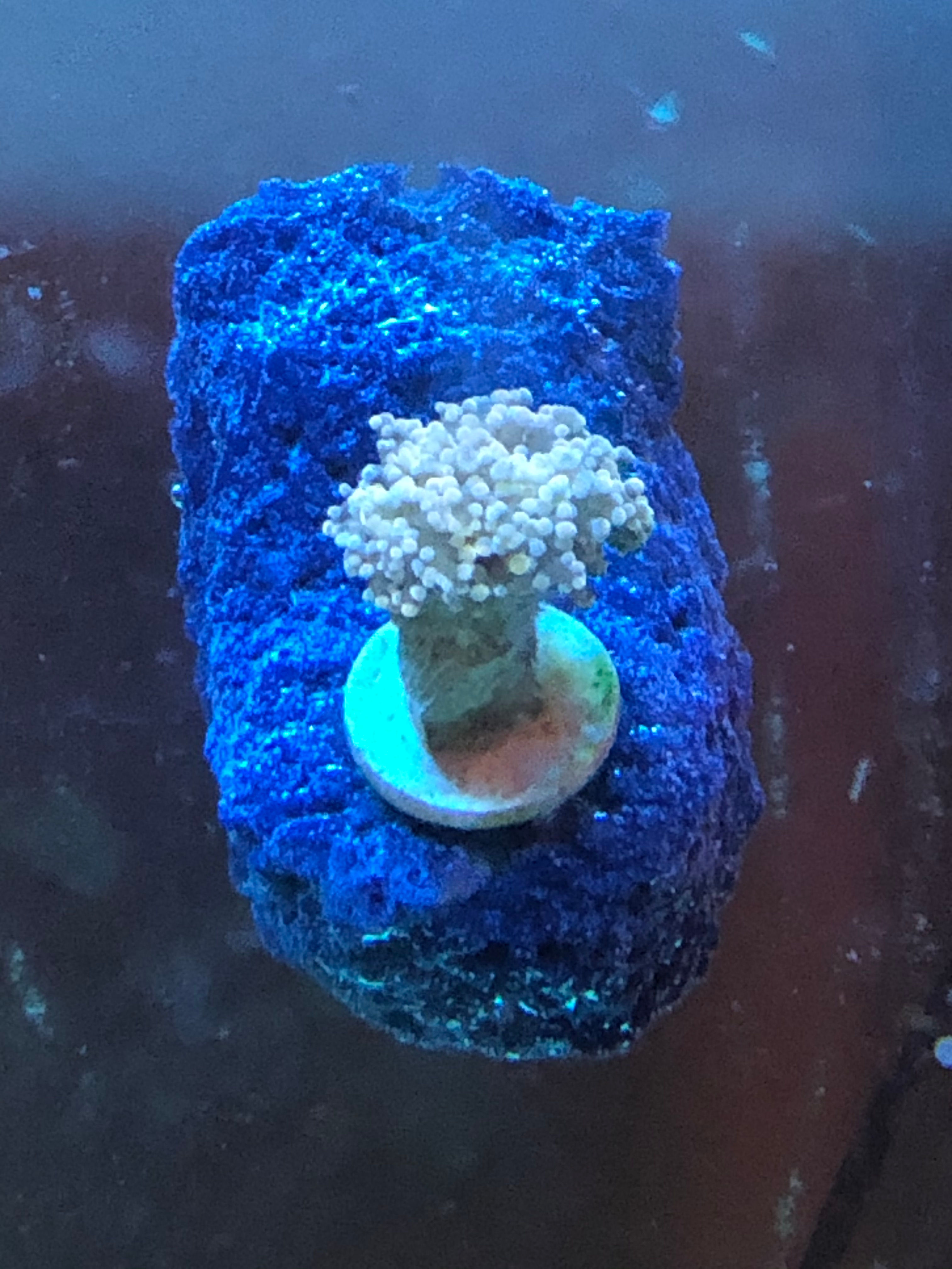 1/2 inch single plug