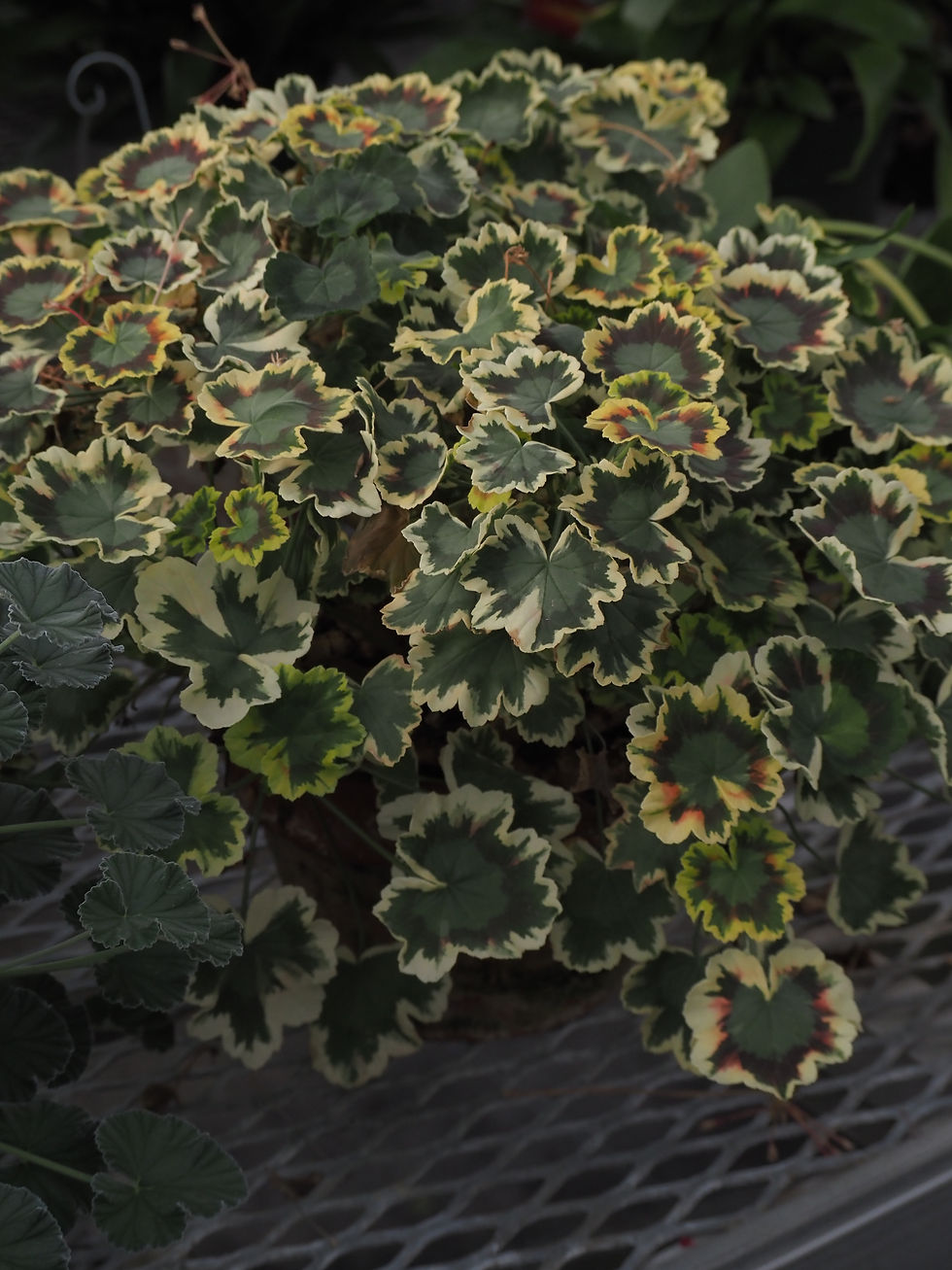 Thumbnail: Pelargonium zonale 'Mrs Pollock'