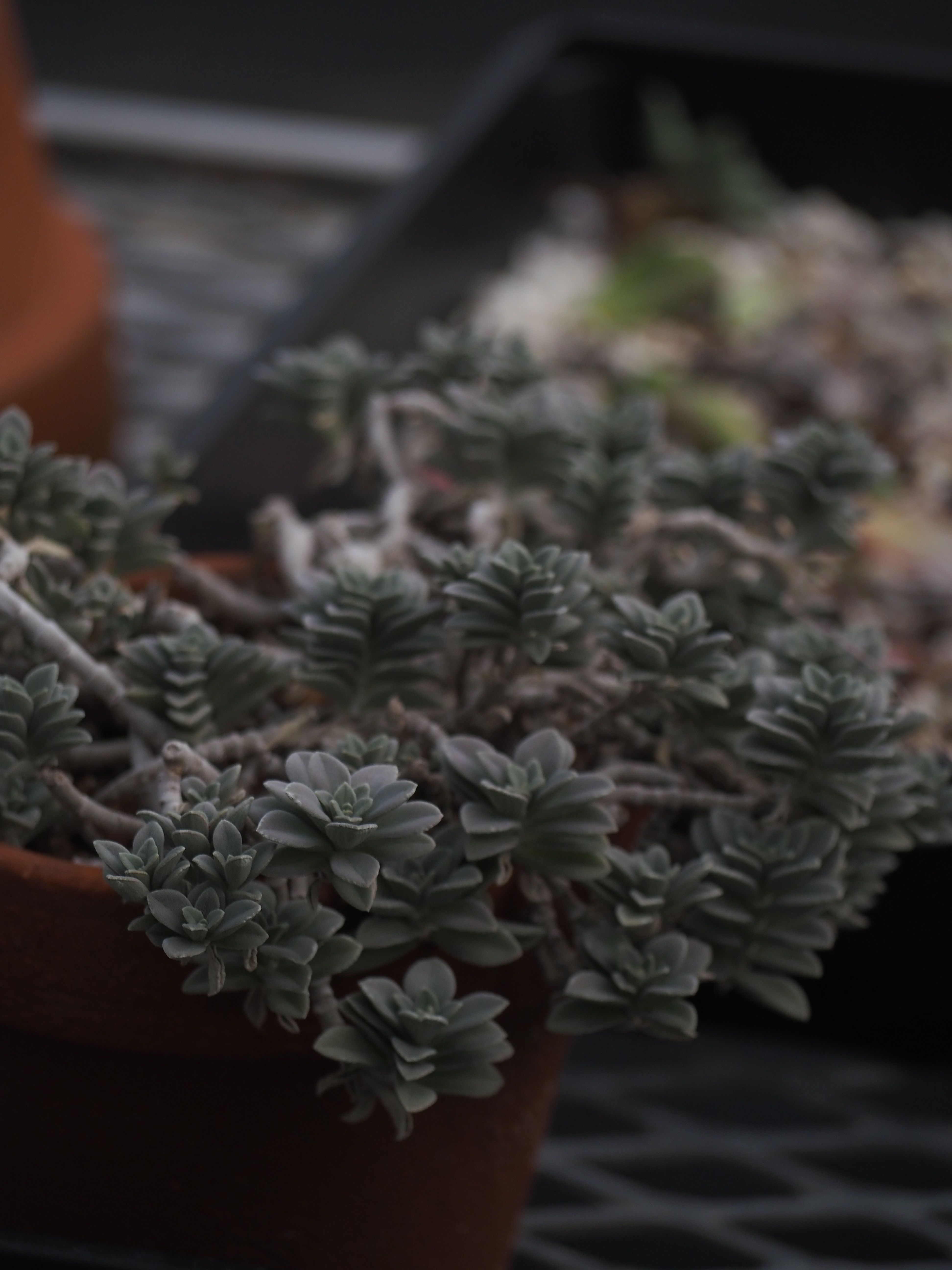 Coleus argentifolius ‘Ryding’