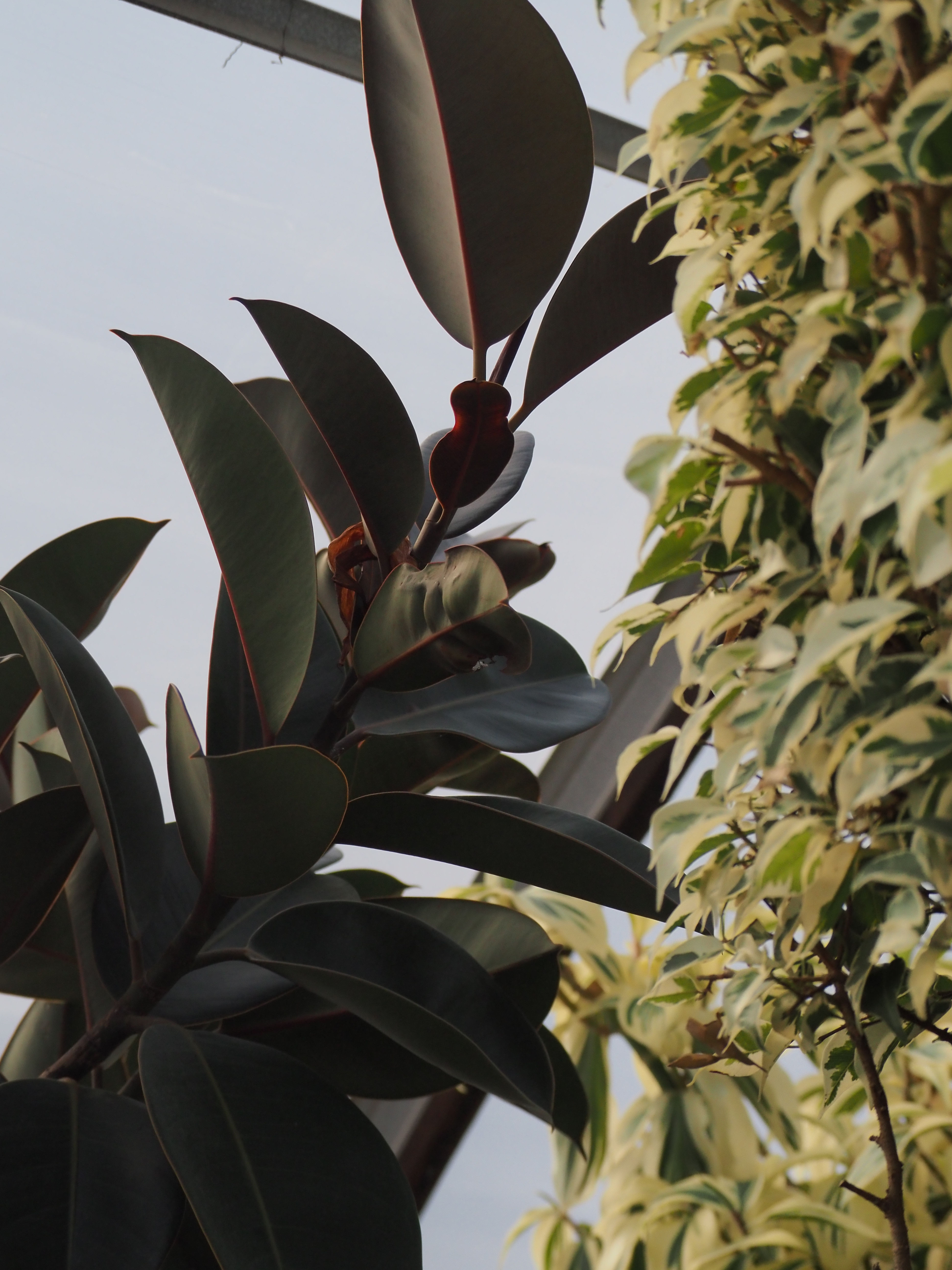 Ficus elastica ‘Burgundy’ (Burgundy Rubber Plant)