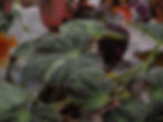 Thumbnail: Begonia barsalouxiae