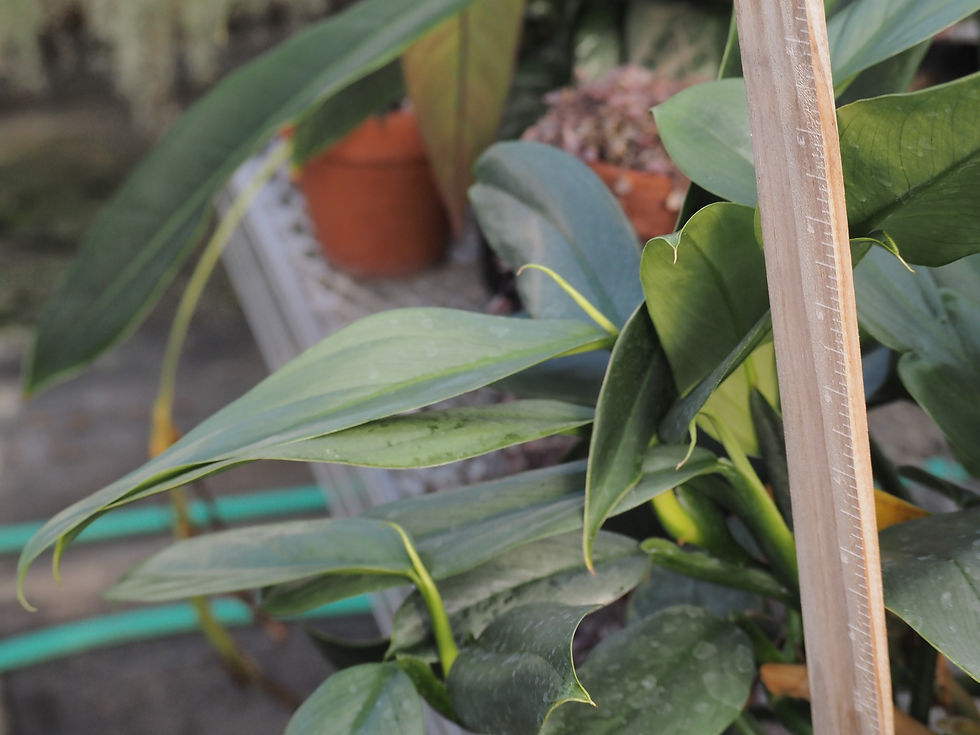 Thumbnail: Philodendron hastatum 'Silver Sword' narrow form