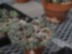 Thumbnail: Coleus argentifolius ‘Ryding’