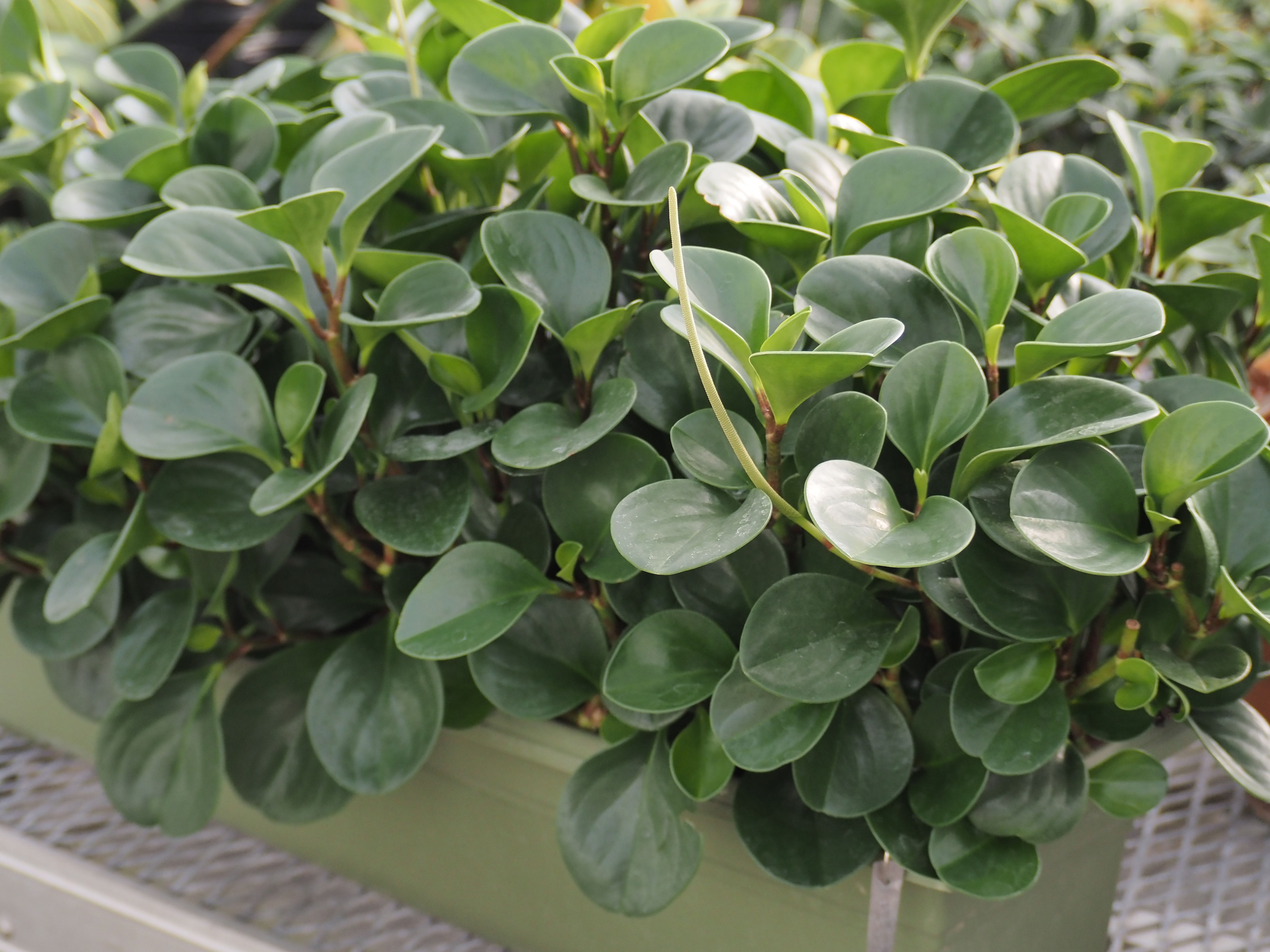 Peperomia obtusifolia (Baby Rubber Plant)