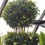 Thumbnail: Ficus benjamina 'Lime'