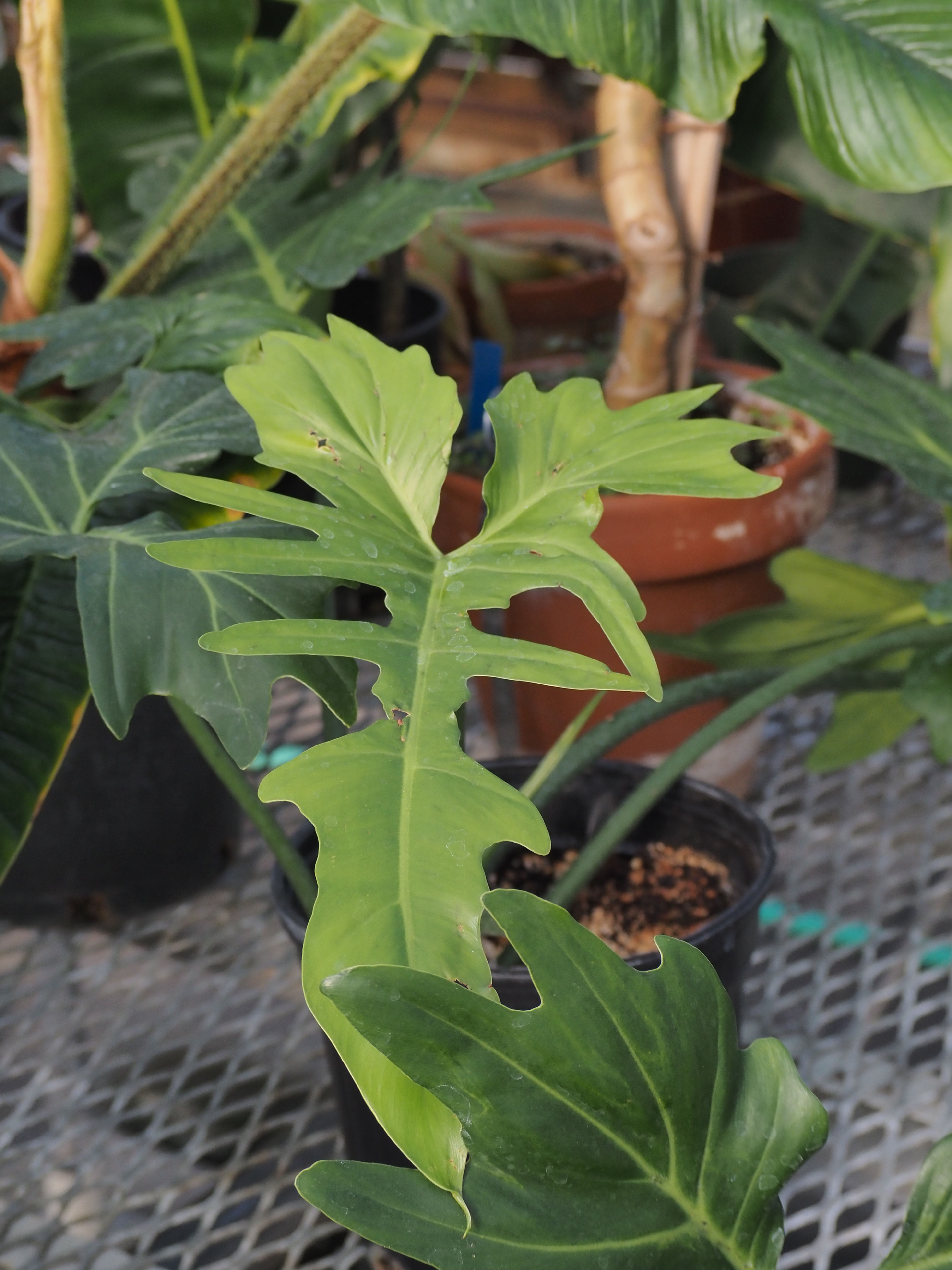 Philodendron ‘Golden Dragon’
