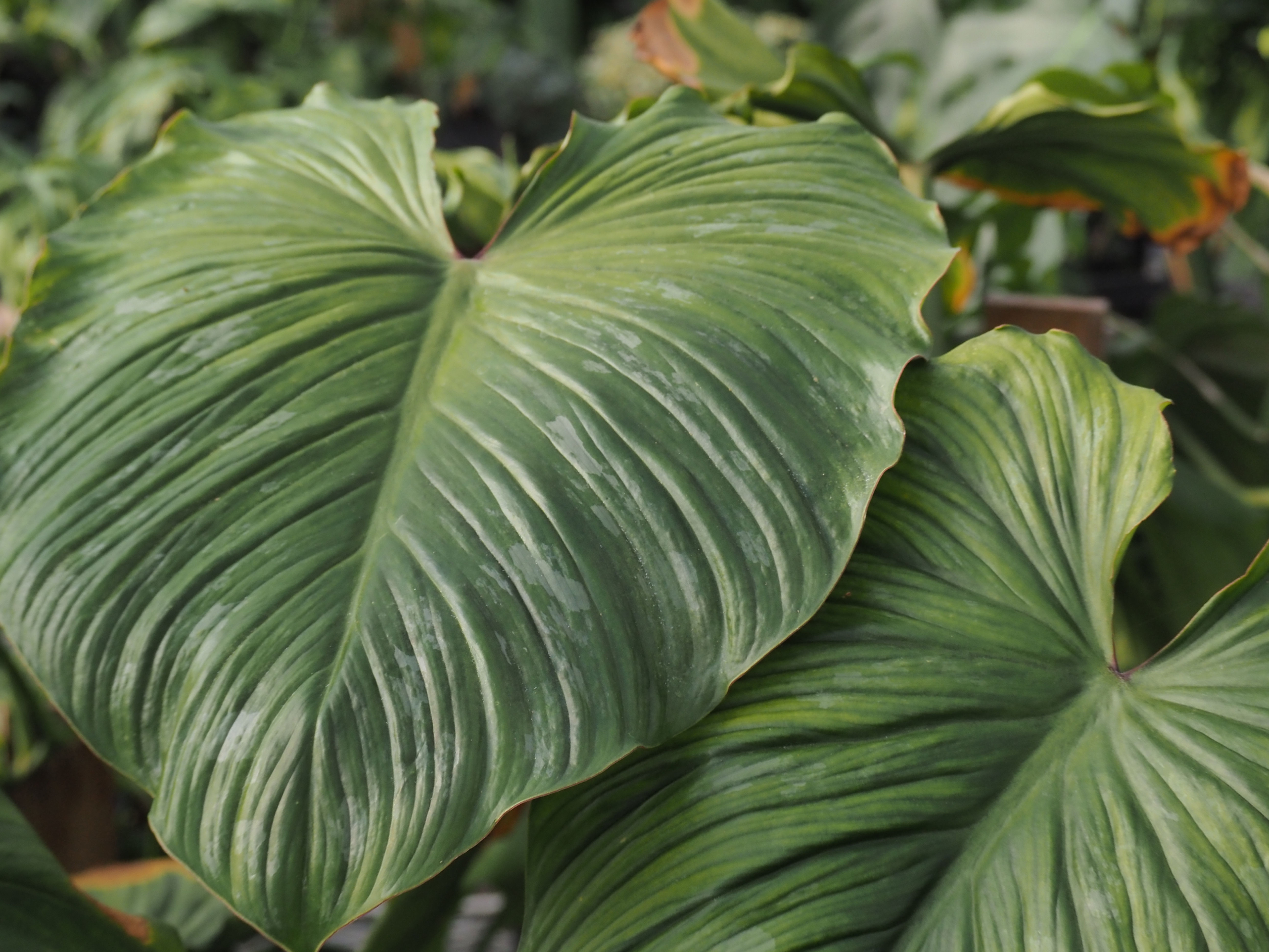 Philodendron mamei (Silver Cloud Philodendron)