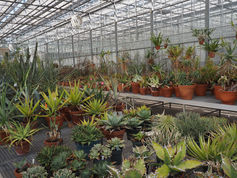 Arid living collections greenhouse