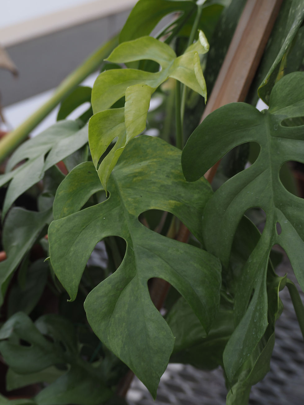 Thumbnail: Rhaphidophora tetrasperma ‘Mint’