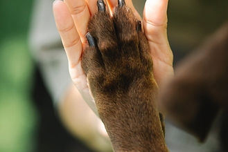 Four New Pennsylvania Bills Proposed for Animal Rights