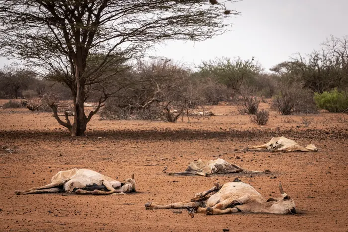 dead cows.webp