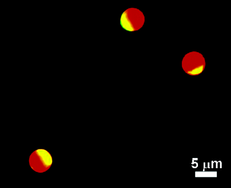 pap171.gif