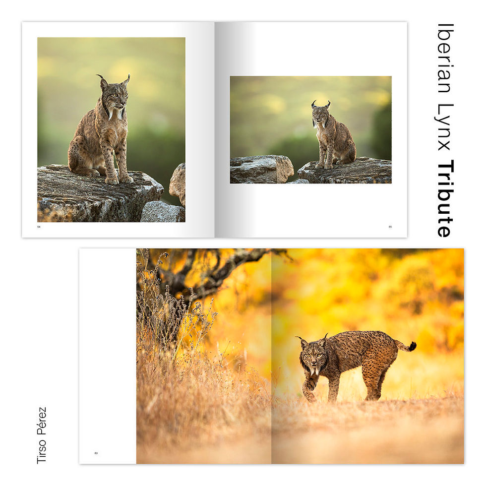 Miniatura: Iberian Lynx Tribute