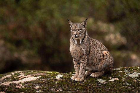 Iberian lynx Sierra de Andújar Jaén hides fotograficos tour ruta lince ibérico fotos